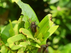 Eurypelta modesta