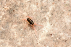 Eupodes