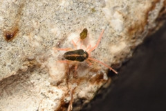 Eupodes