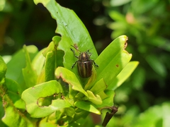 Eurypelta modesta