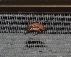 Anoplognathus concolor