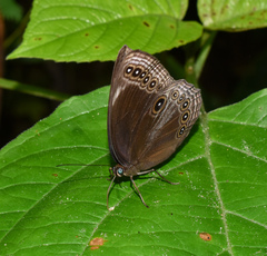 Ethope himachala