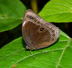 Ethope himachala