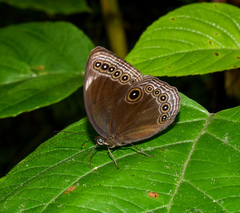 Ethope himachala