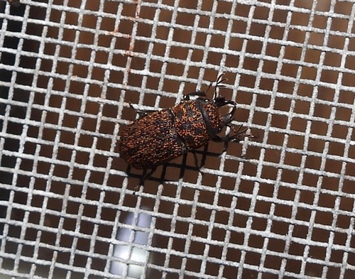 Ceratognathus froggatti · iNaturalist Ecuador