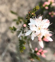 Calytrix alpestris