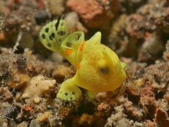 Antennarius maculatus