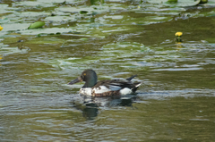 Spatula clypeata