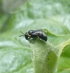 Hylaeus bituberculatus