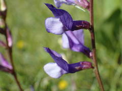 Vicia onobrychioides