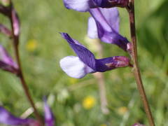 Vicia onobrychioides