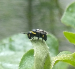 Hylaeus bituberculatus