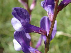 Vicia onobrychioides