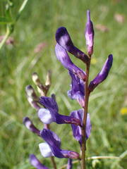 Vicia onobrychioides