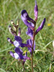 Vicia onobrychioides