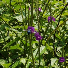 Thyreus himalayensis