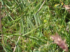 Vicia onobrychioides