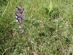 Vicia onobrychioides