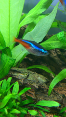 Paracheirodon innesi