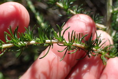 Aspalathus corrudifolia