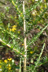 Aspalathus corrudifolia