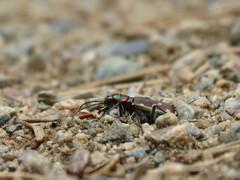 Cicindela limbalis