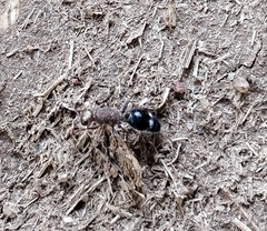 Promecilla yerburghi