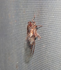 Birrima castanea