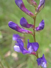 Vicia onobrychioides