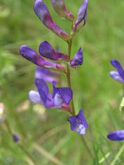 Vicia onobrychioides