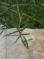 Vicia onobrychioides