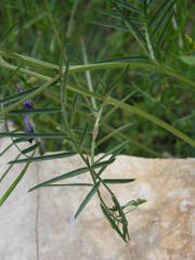 Vicia onobrychioides