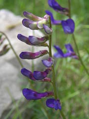Vicia onobrychioides