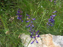 Vicia onobrychioides