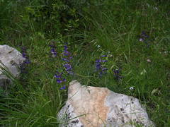 Vicia onobrychioides