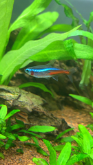 Paracheirodon innesi
