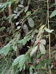 Coffeeae