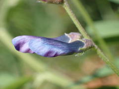 Vicia monantha