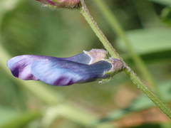 Vicia monantha