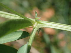 Vicia monantha