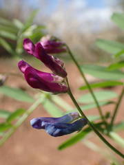 Vicia monantha