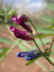 Vicia monantha