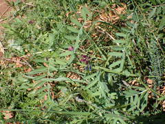 Vicia monantha