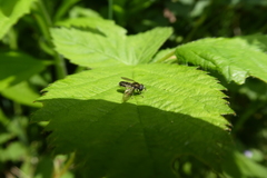 Syrphidae