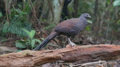 Polyplectron inopinatum