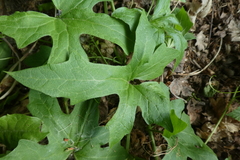 Bryonia cretica dioica