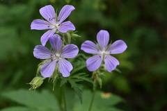 Geranium sergievskajae