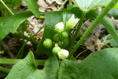 Bryonia cretica dioica