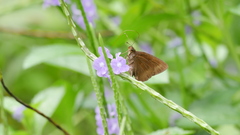 Ancistroides nigrita