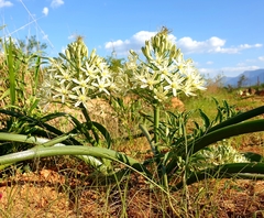 Albuca seineri